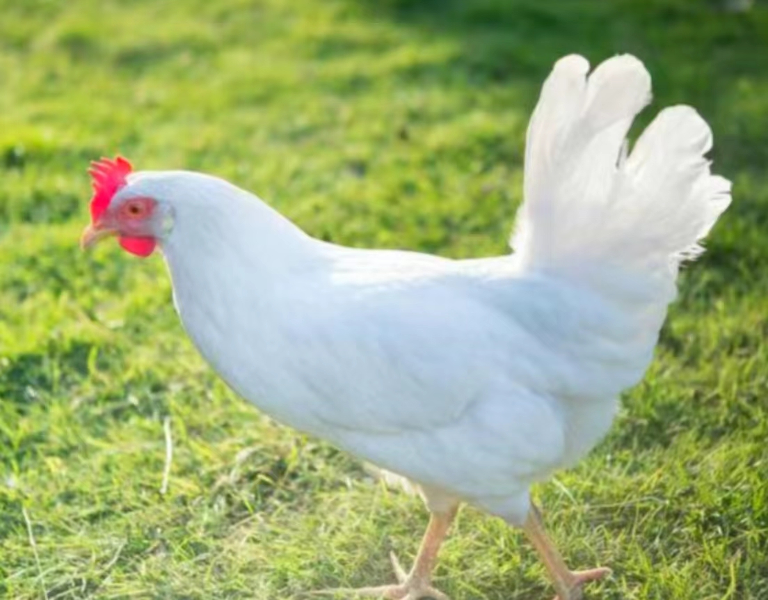 白羽鸡 白羽鸡